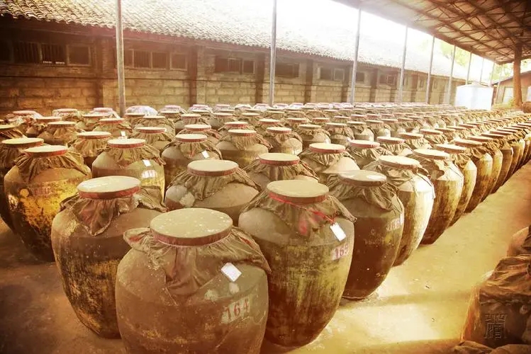仁怀高粱“早熟” 茅台酿酒用原料或将受影响